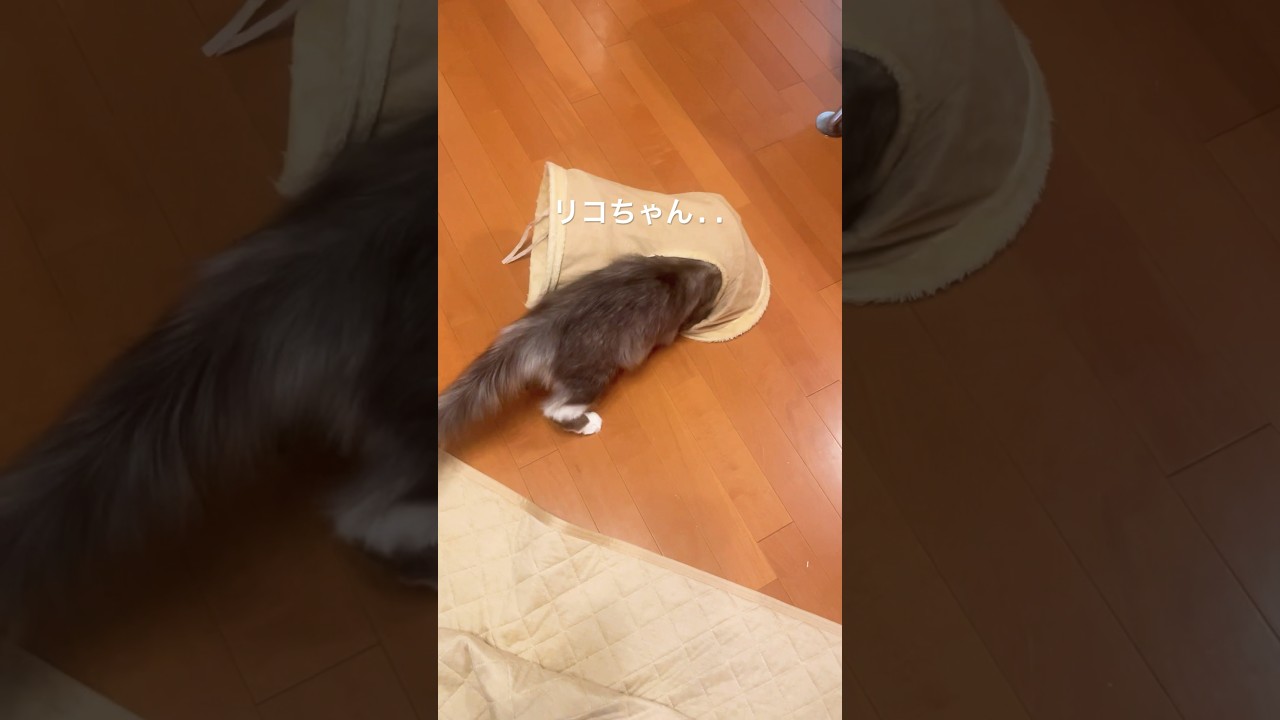 1人遊びが上手なリコママ#母猫#ノルウェージャンフォレストキャット #遊ぶ猫