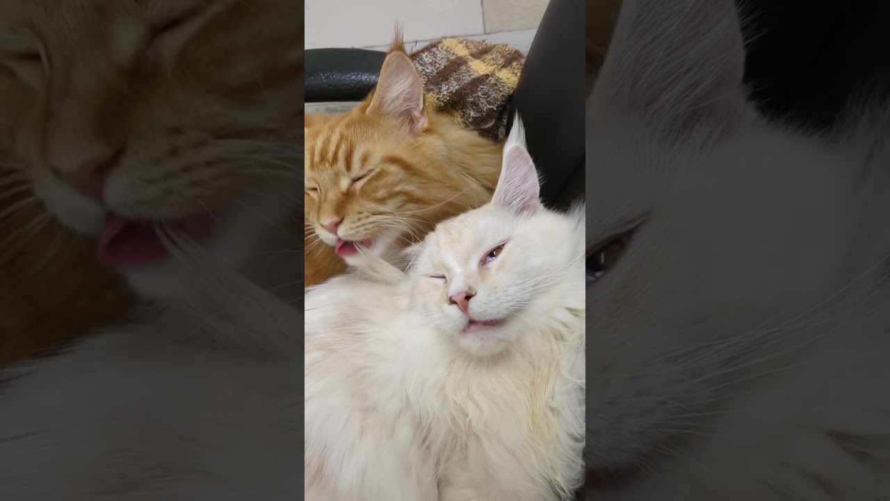 第1部、シャンプー椅子で、兄弟愛！#猫 #メインクーン #cat