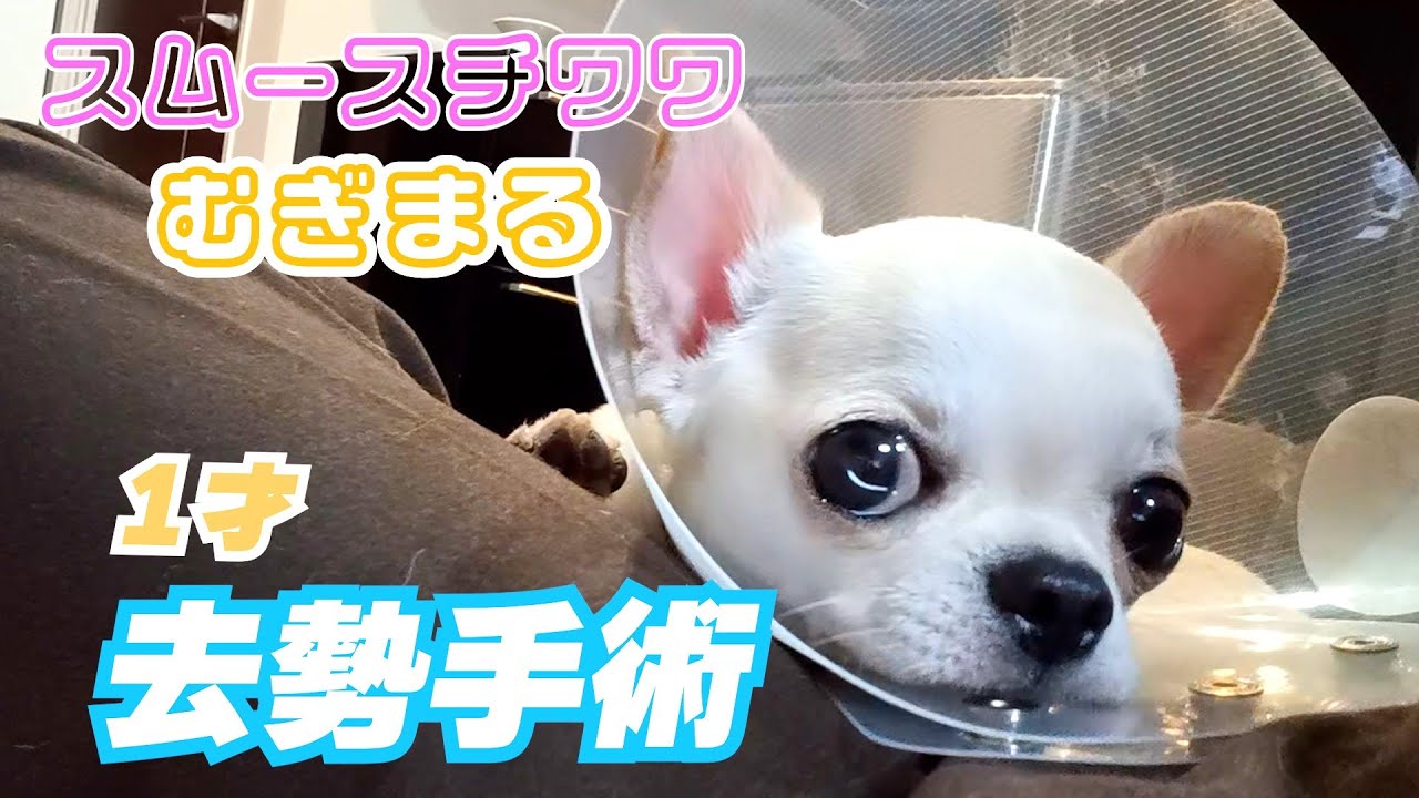 【スムースコート チワワ】1才 去勢手術 がんばりました！（#9）