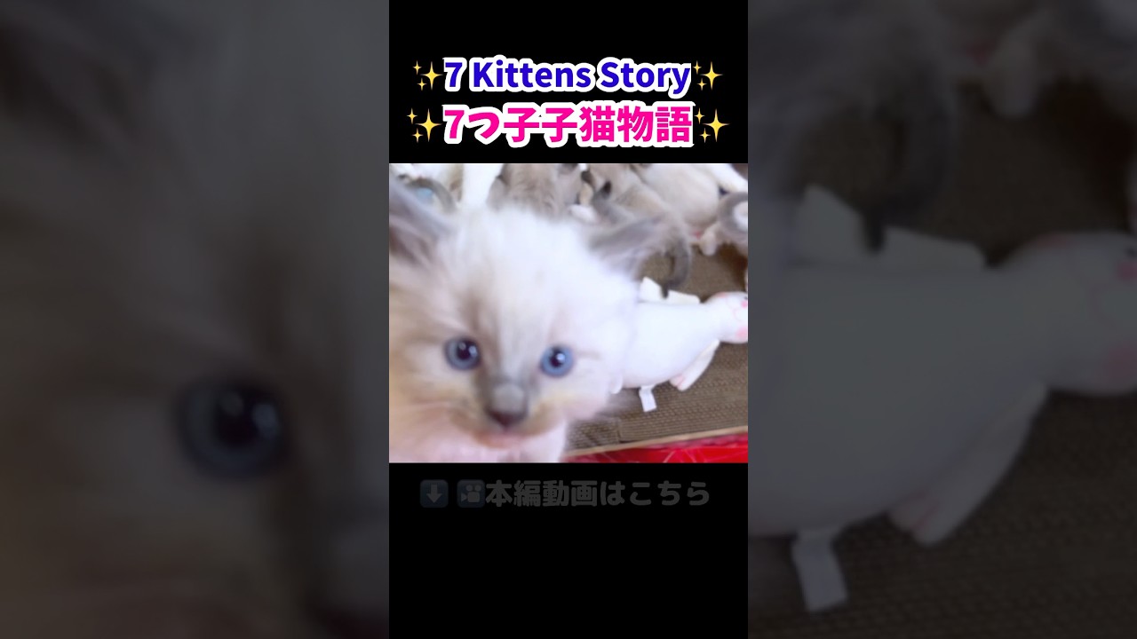 😨子猫が落ちる瞬間 #shorts #子猫 #ラグドール