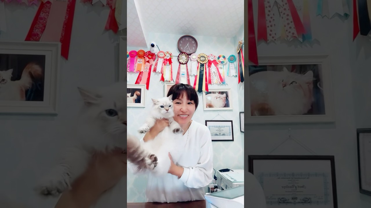 10/25 #サイベリアン　の#子猫のご紹介ライブ2😻日本でお迎えはロイヤルキャッツだけ？！真っ白&金髪の子が4頭登場😻ホーリーちゃんヘンリー君ハンター君ハーパー君をお見逃しなく#ペットショップ