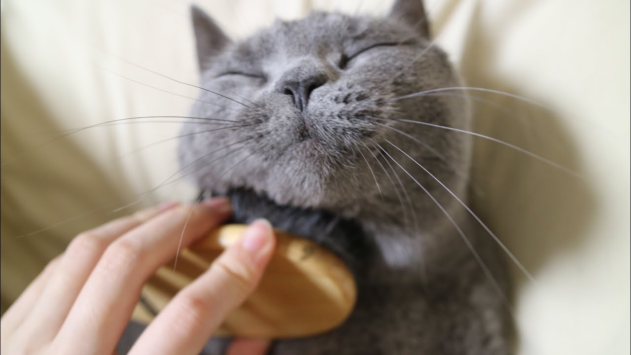 【シャルトリュー】ブラッシングきもちぃ〜。