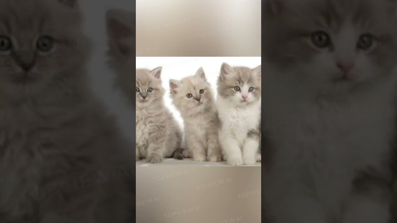 Ragamuffin cat     The cat reaches sexual maturity at 4 years of age #shorts  #cat  #kitten  #kitcat