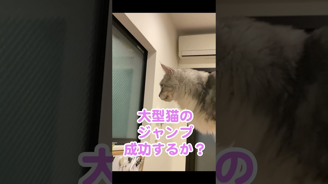 大型猫のジャンプ、成功するか？大きすぎるのでズッコケないか不安#メインクーン#shorts