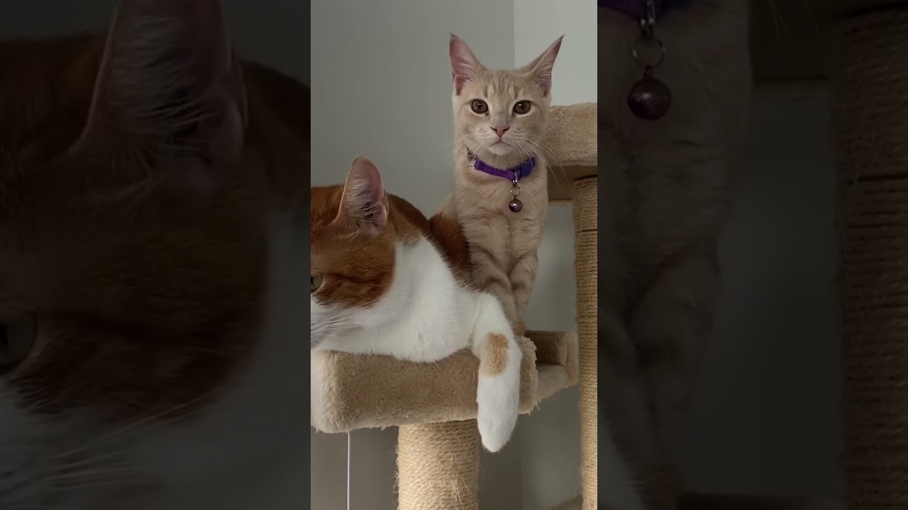 Tiger and pearl were enjoying their time together.🐱🐈💕 #cutecats