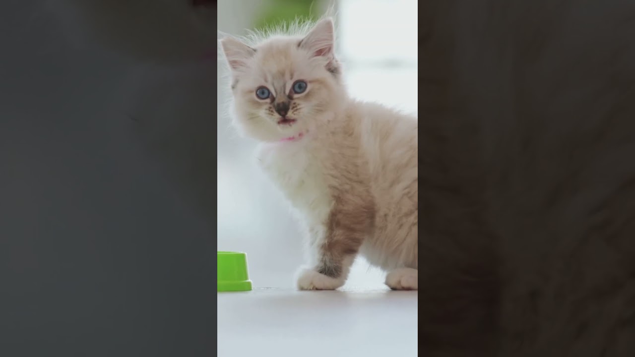 Ragamuffin Cats 101: Amazing Cat Facts In 60 Seconds 🐱🕒