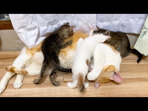 子猫たちに体中吸われる猫