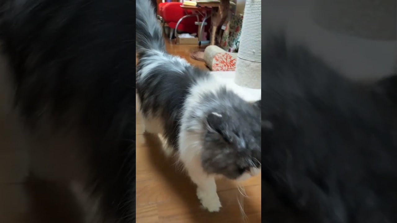 トコトコトコ ラガマフィン猫コバンの日常
