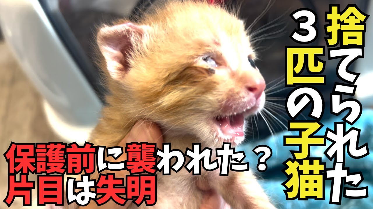 ⑥捨てられた３匹の子猫：ウシクやはり片目は失明