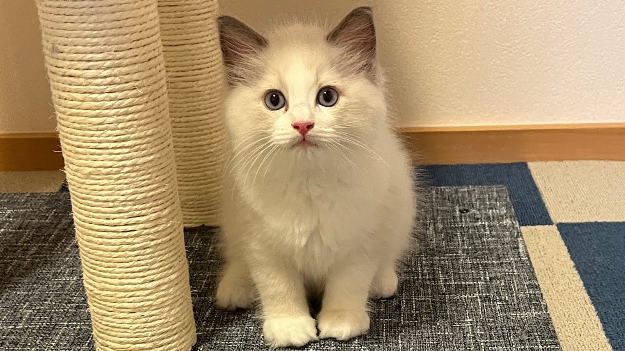 生後63日、ラグドールの子猫が家族の一員になりました　★★At 63 days old, the Ragdoll kitten has become a member of our family.★★