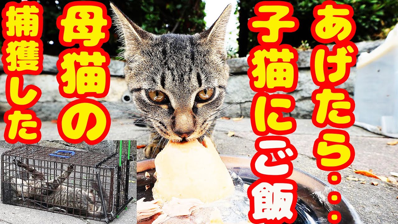 捕獲した母猫の子猫にご飯をあげたら・・・
