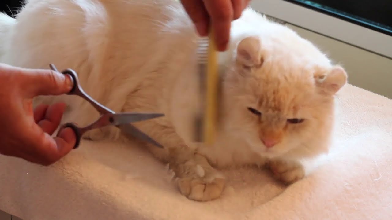 アメリカンカールをトリミングする