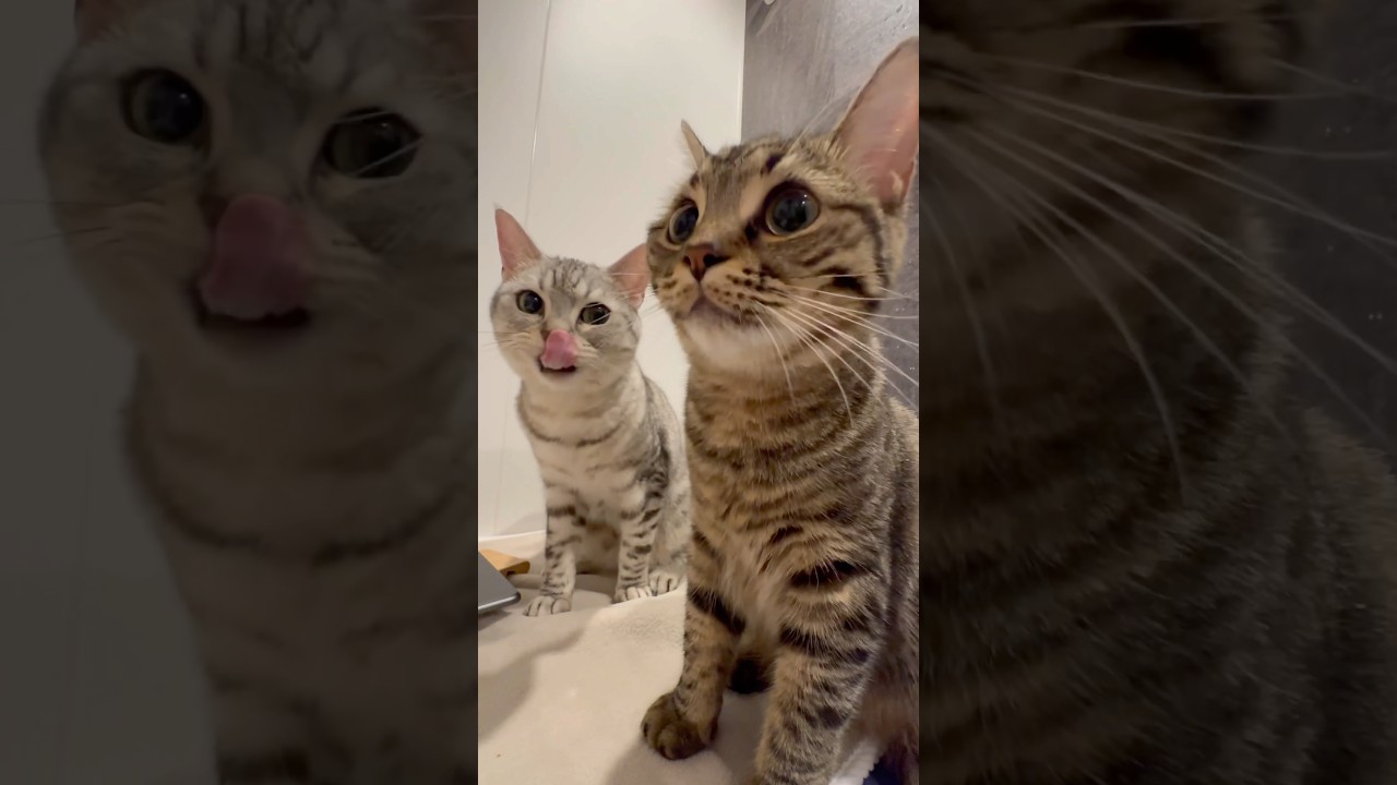 【猫動画】パパ風呂に大集合する猫たちが天使すぎる!! #shorts