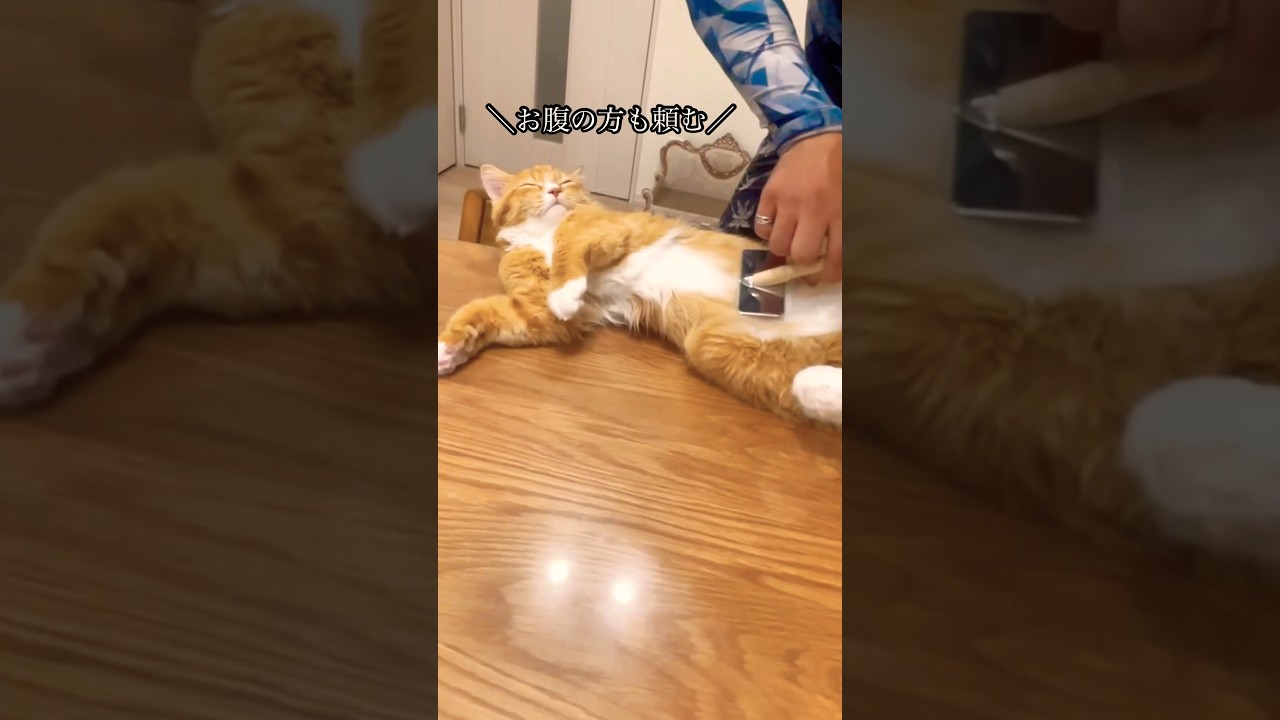 ブラッシングにご満悦のヴェル #猫#cat#サイベリアン#Siberian#子猫#고양이#猫のいる生活