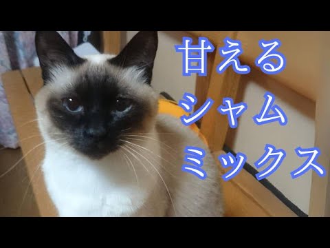 【シャムミックス】シャムミックスが甘える様子を撮影してみました。