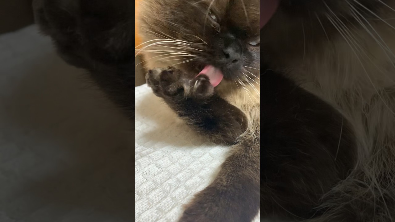 手をお手入れするげんたくん#猫 #ヒマラヤン #猫のいる生活 #shorts