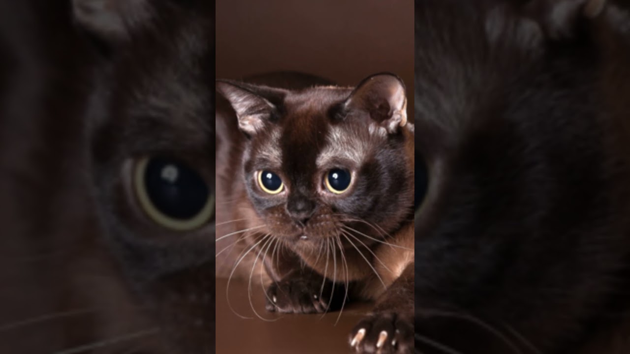 Havana Brown Cats 101: Amazing Cat Facts In 60 Seconds 🐱🕒