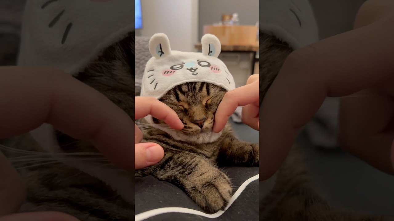 【猫動画】ママの腹上で笑い揺れる猫が可愛すぎるwww #shorts