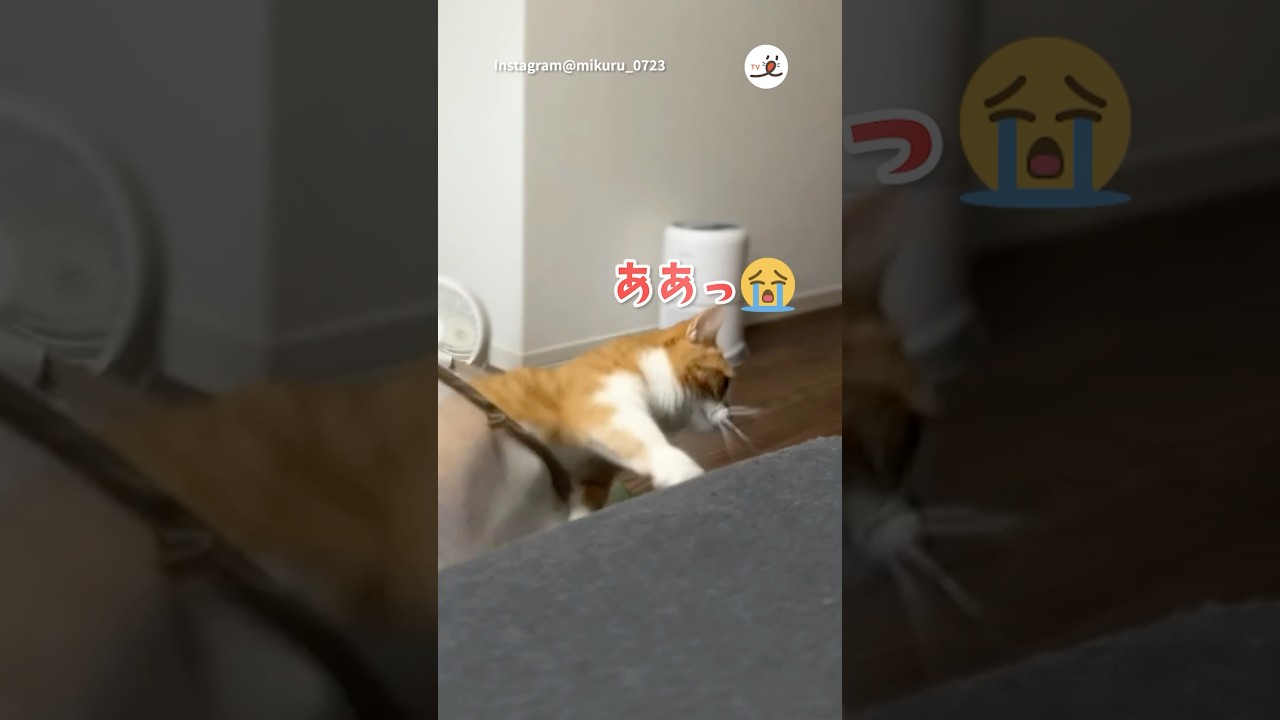 マンチカンのみくるちゃん、奮闘するも…｜PECOO #マンチカン #猫 #愛猫家 #猫のいる暮らし #munchkin #cat #catlover #catlife