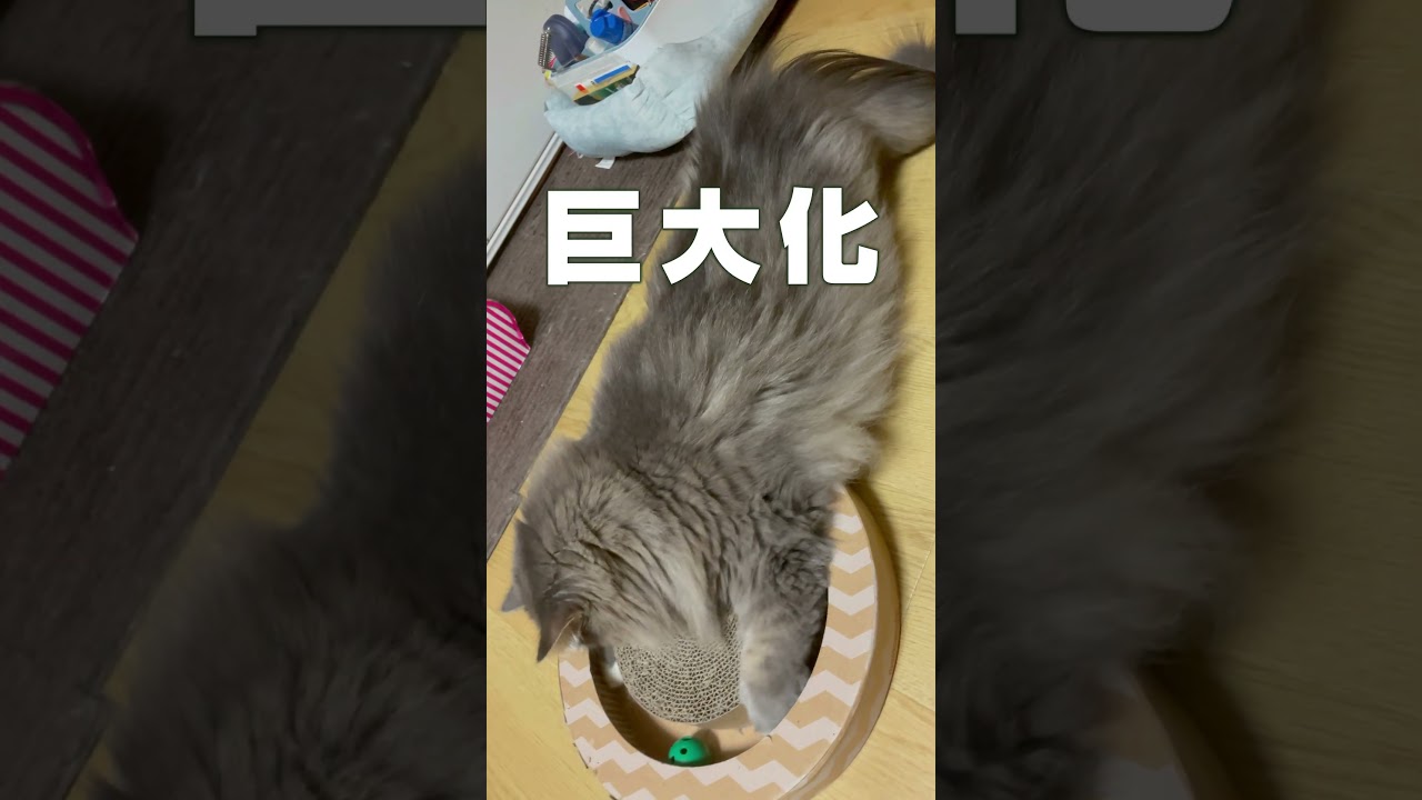 大型猫の成長 サイベリアン 0歳から3歳　 #siberian #サイベリアン #siberiancat #cat #かわいい #сибирскаякошка #猫好きさんと繋がりたい #ねこ