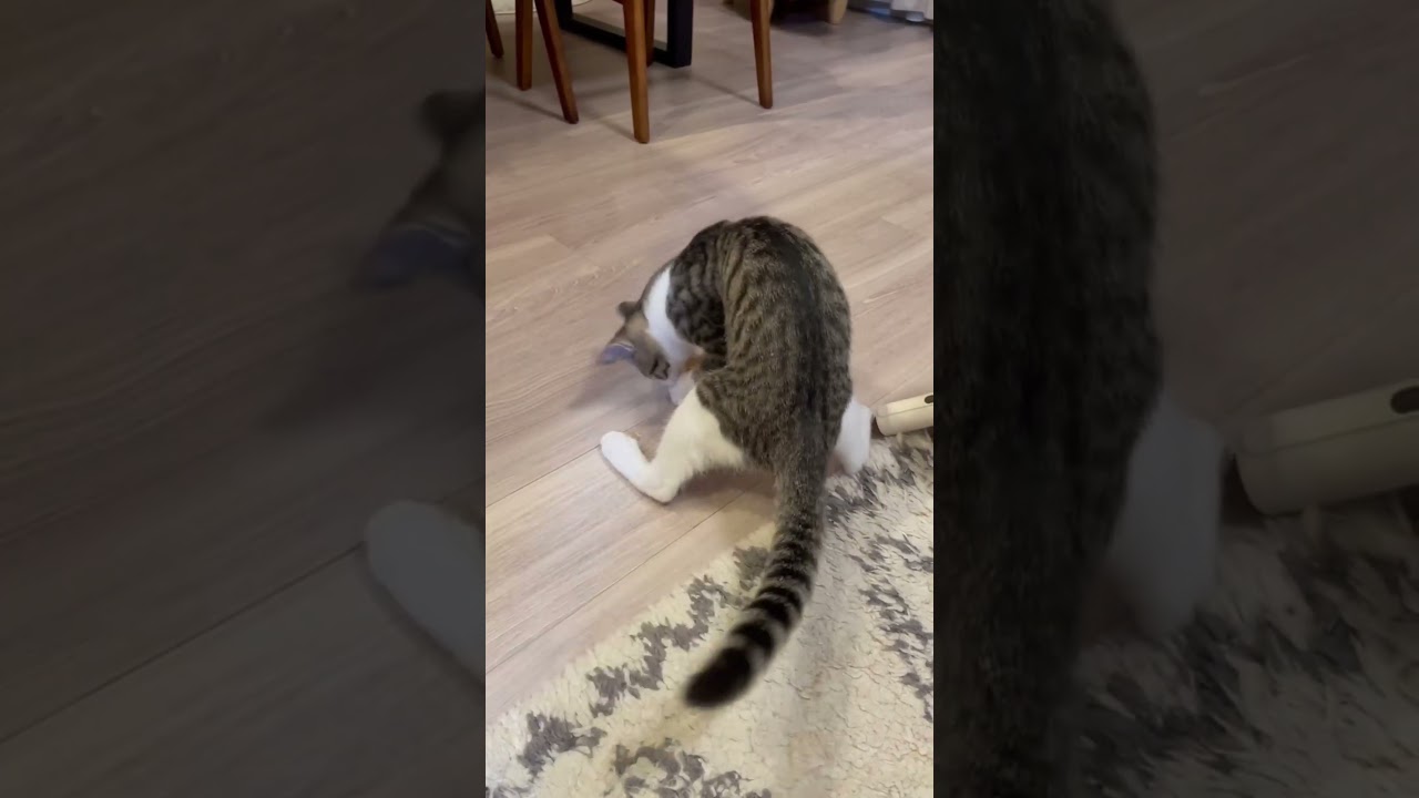 やっぱりおもちゃは飽きちゃううちの子猫さん #shorts #猫 #子猫