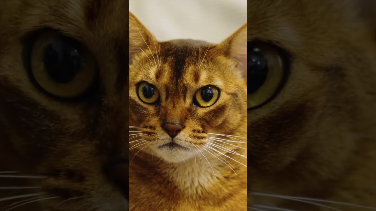 Ocicat Cats 101: Amazing Cat Facts In 60 Seconds 🐱🕒