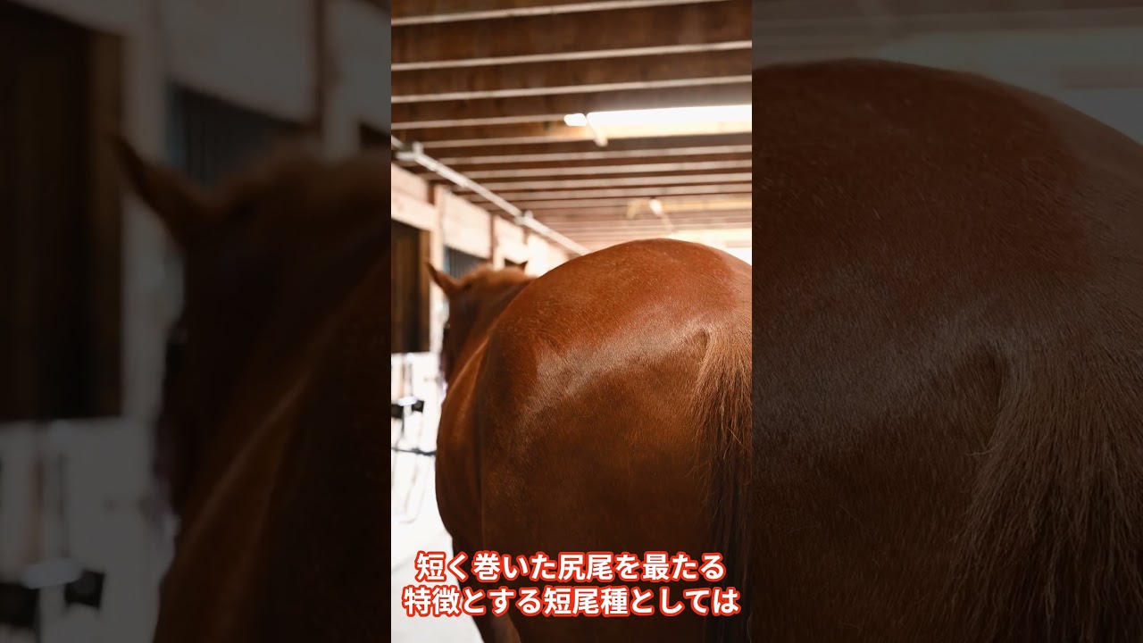 クリルアイランドボブテイル #cat #猫の行動 #動物 #キャット #ねこ #未知なるキャット