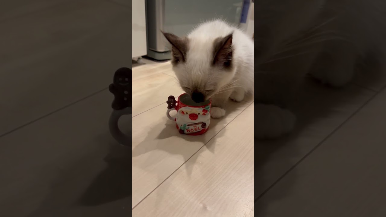 かわいいコップで飲みたいAzul #cat＃猫＃ラグドール＃猫のいる暮らし