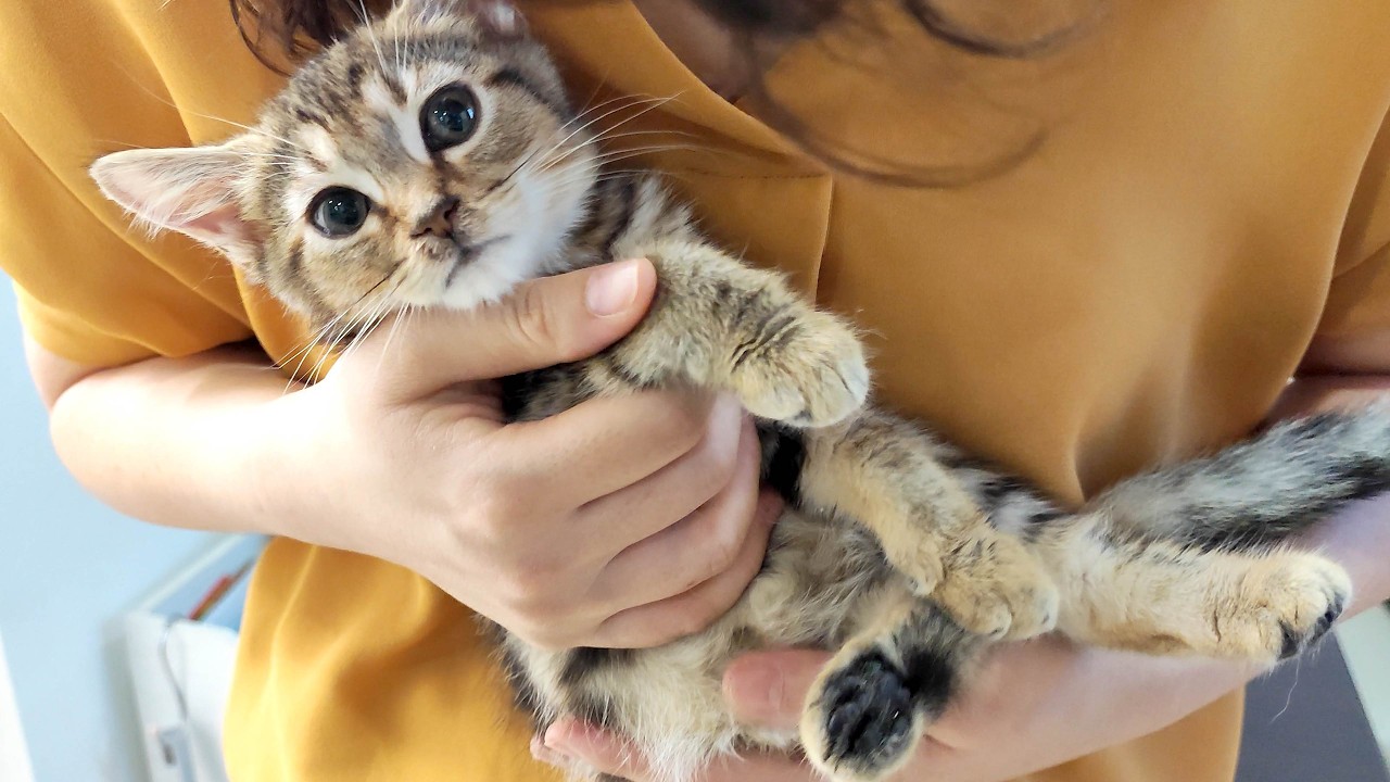 1ヵ月でわずか90gしか増えない子猫。明らかな異常が判明しました。