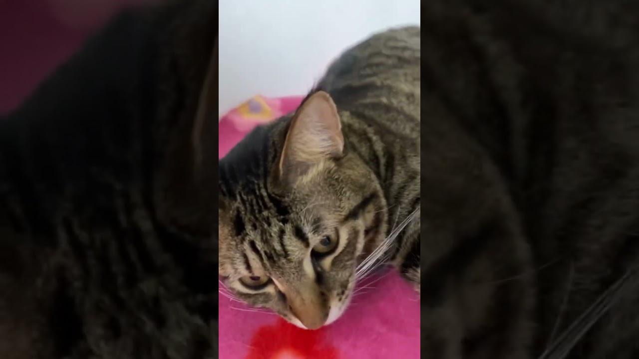 それいけ！みりちゃんマン！ #shorts