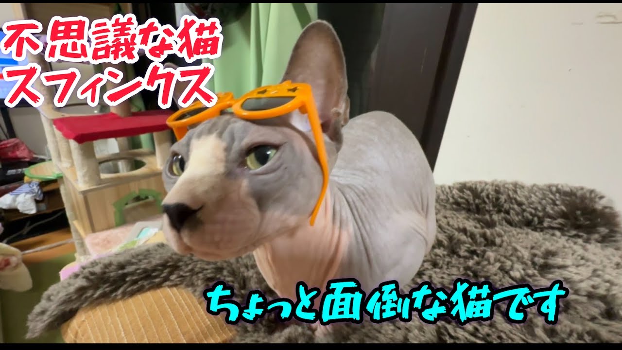 スフィンクス猫チャイお世話が大変(ハロウィンバージョン🎃）
