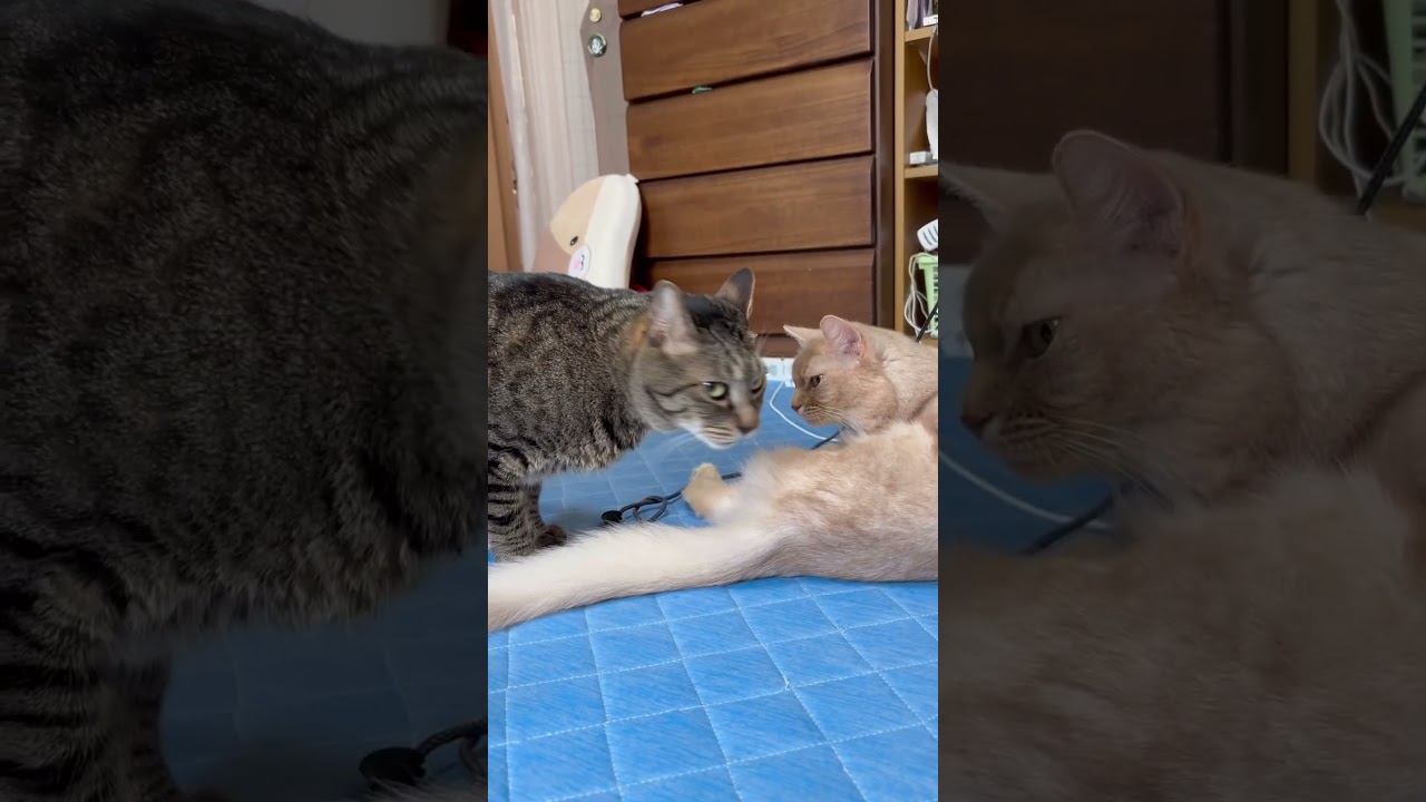 普通に通り過ぎないキジトラ#shorts #猫#ソマリ#キジトラ