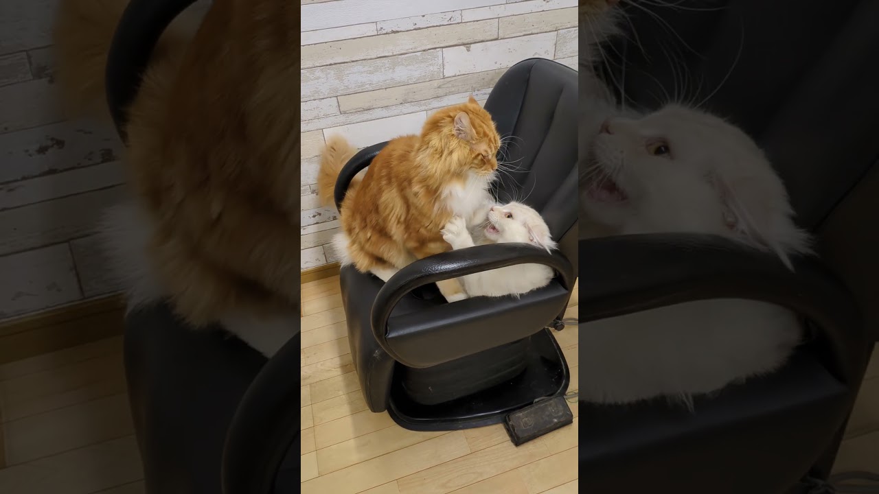 第2部、癒しから、突然の、ニャンプロ！#cat #猫  #メインクーン