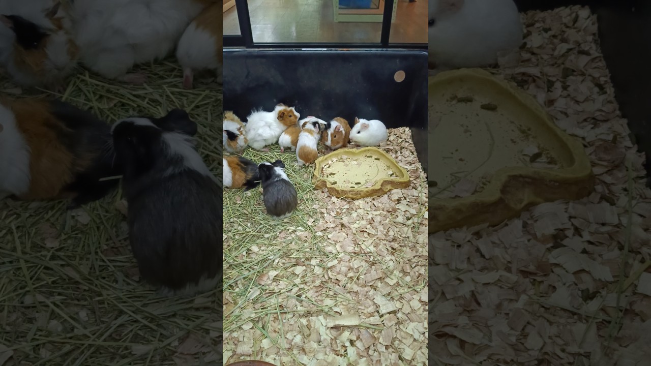 abyssinian  + American Guinea Pigs #guineapig #cute #positivevibes #kawaii
