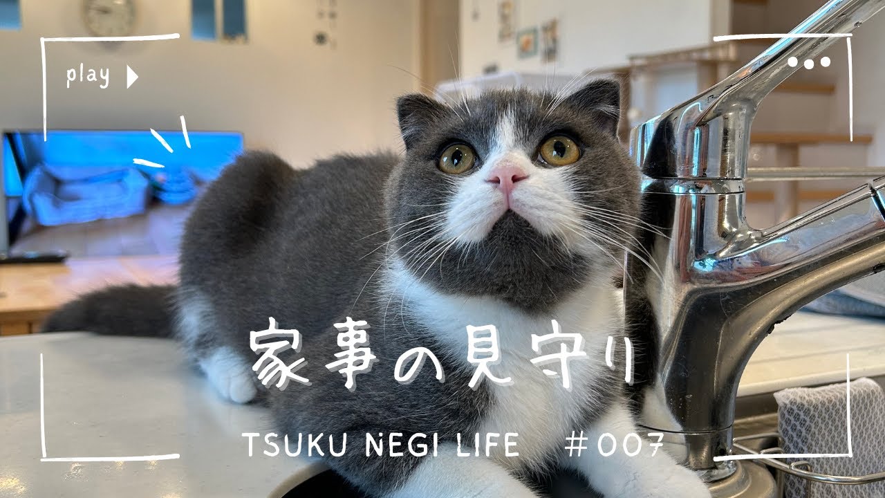 家事に興味深々！にゃんこたちの反応が面白い！