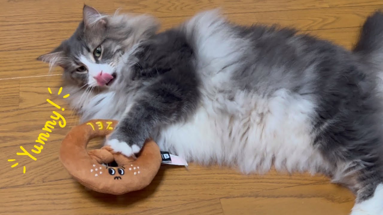 【yummy♪】韓国土産のプレッツェルをプレゼントしたけど…！？ノルウェージャンフォレストキャットとターキッシュアンゴラ♡