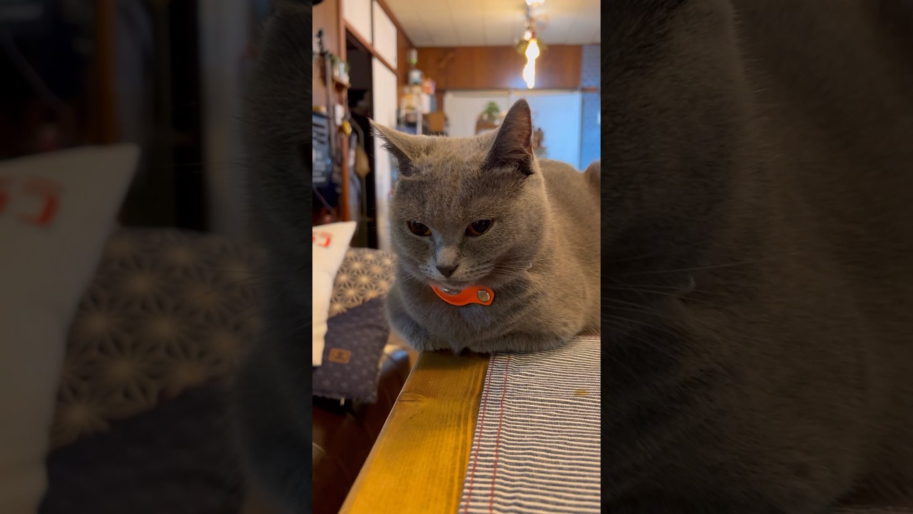 香箱座りのつむやま〜【シャルトリューつむやまの安定感が大事日記】 #猫好きさんと繋がりたい #ねこ #シャルトリュー #chartreux #cat  #猫のいる暮らし #猫のいる生活 #香箱座り