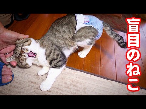 撫でられてゴロンしちゃう目の不自由なねこと寒い時はみんな大集合な猫たち