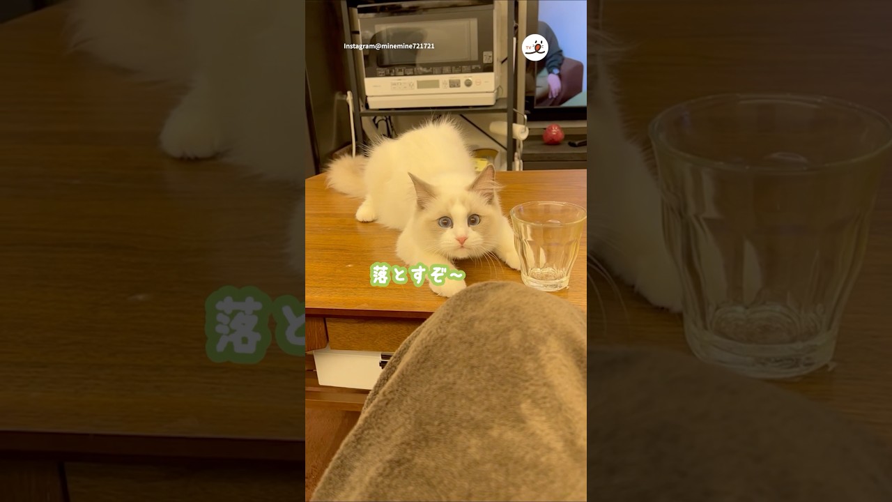 猫さん「遊ばないとコップ落とすぞ！」｜PECO #ラグドール #猫 #猫動画 #猫のいる暮らし  #ragdollcat #ragdoll #cat #catlover #catlife