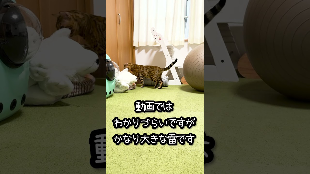特大の雷が鳴った時のベンガル猫の反応が意外すぎた