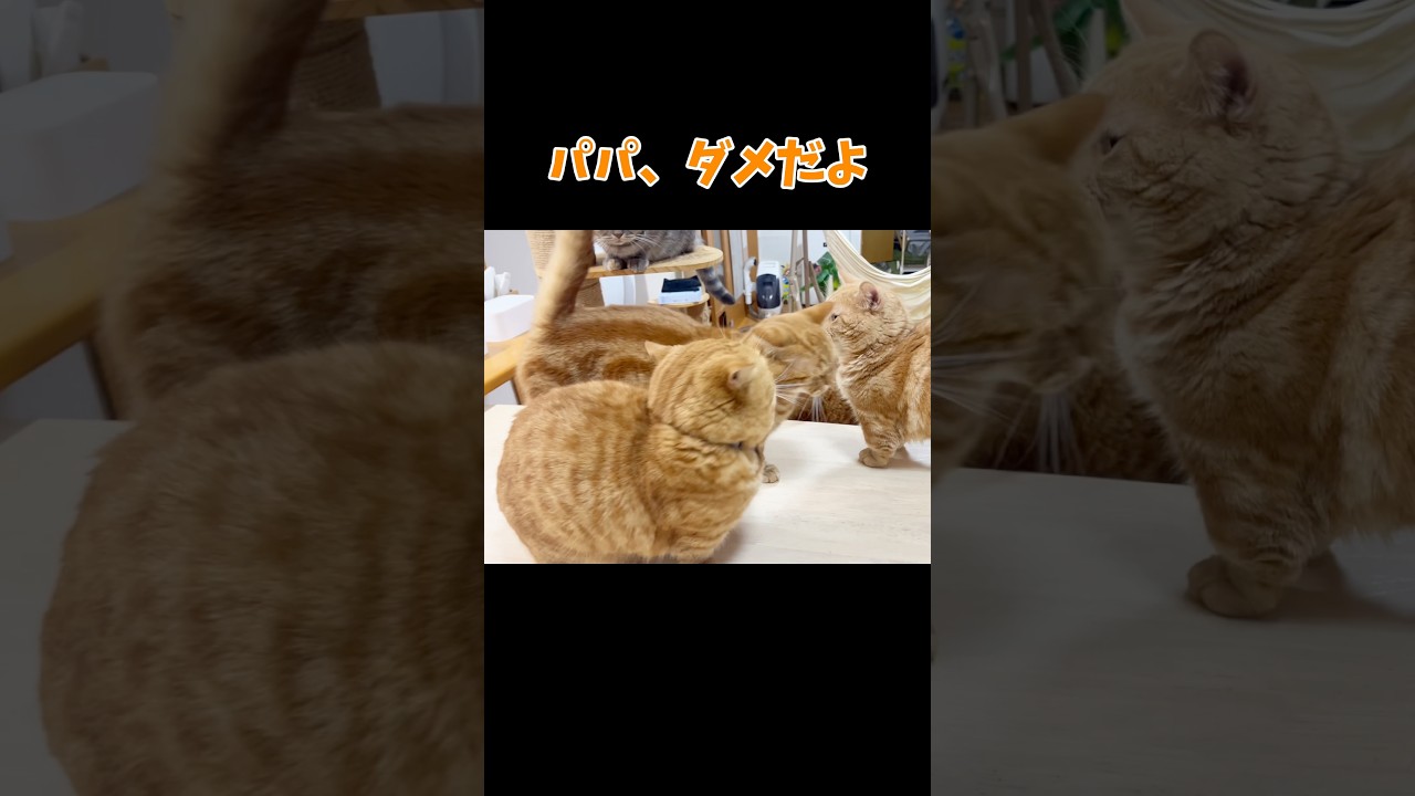 身を挺してマンチカン戦争を防ぎ続けたちゃびのもとに... #猫 #マンチカン #shorts