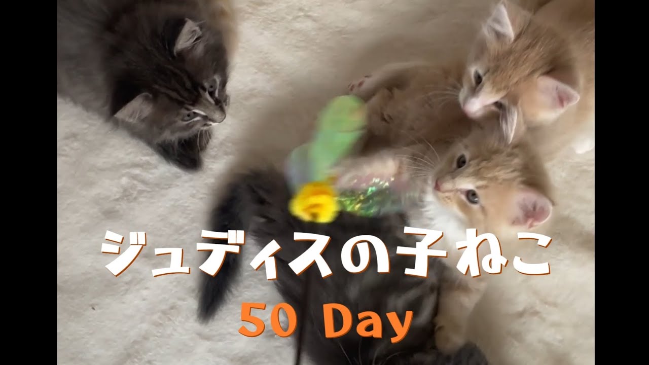 ノルウェージャンフォレストキャット ジュディスの子猫 50日目