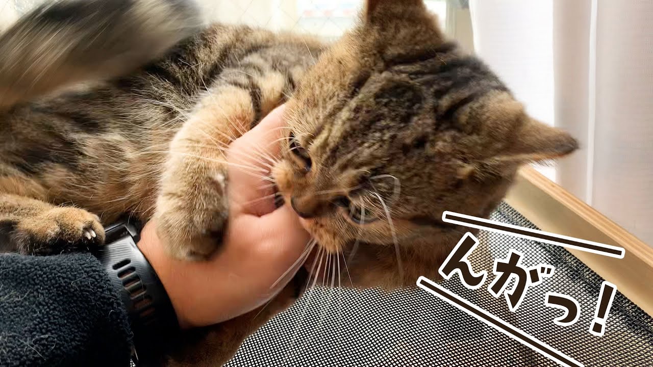 普段大人しい猫がハイターに反応してこうなりました... #403【生後1年と109日目 スコティッシュフォールド】
