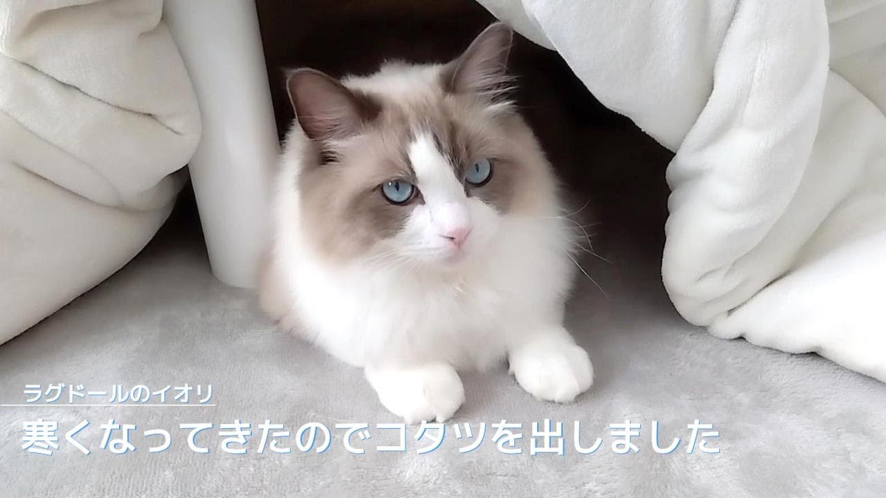 【ラグドール】寒くなってきたのでコタツを出しました