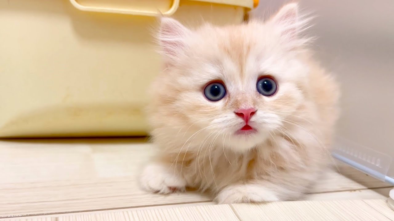 【マンチカンの子猫】短足ちゃん達のチョロQ走りは撮りにくい件 ～猫のいる生活Vol.1035～出産動画 マンチカン短足・ミヌエット・ペルシャ猫専門ブリーダー『ペット蔵人』【子猫の成長記録】