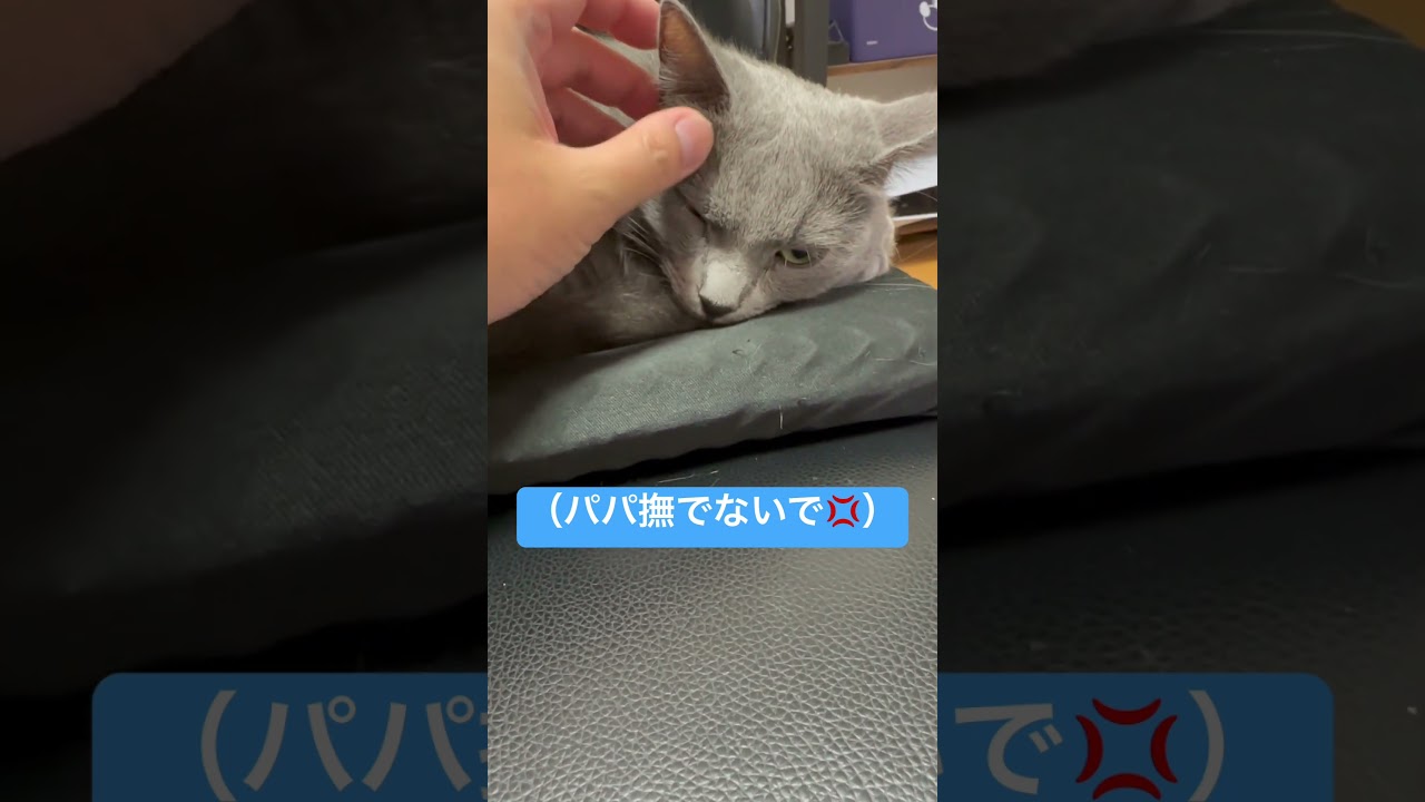 【猫ロシアンブルー】パパのナデナデでは喜べない そらちゃん#shorts