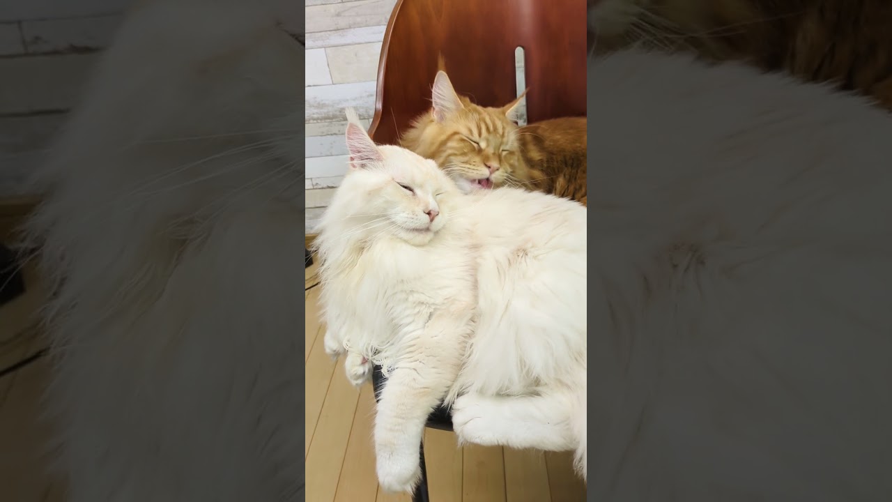 レオ君、ルカ君、くつろぎ空間！#メインクーン #猫 #cat