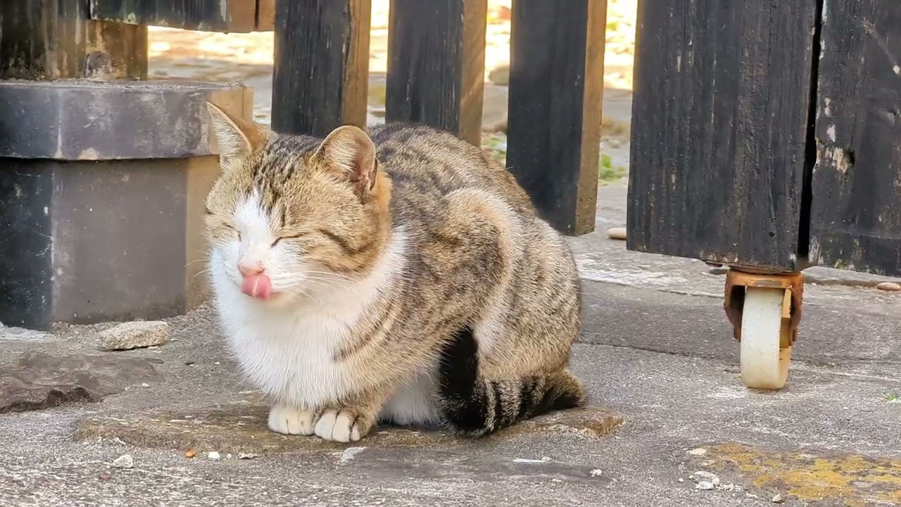 「君の色、僕の色」 ねこメタルバンド「ネコトロニック・オーバーマインド」