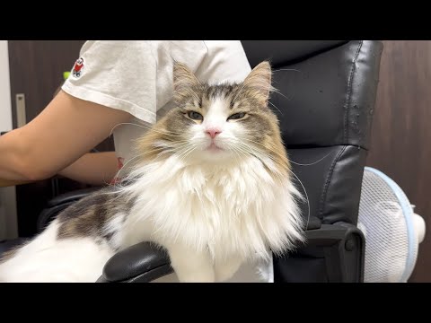 どうしても飼い主の隣に座りたい甘えん坊猫がかわいすぎたw
