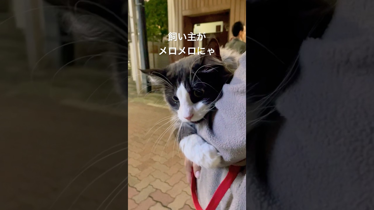 リキリコとおでかけ#親子猫#母猫#ノルウェージャンフォレストキャット